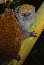 Female Alaotran gentle lemur {Hapalemur griseus alaotrensis} Madagascar. Critically endangered species