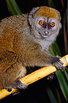Female Alaotran gentle lemur {Hapalemur griseus alaotrensis} from Lake Alaotran, Madagascar