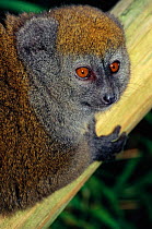 Female Alaotran gentle lemur {Hapalemur griseus alaotrensis} Madagascar. Critically endangered species