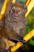 Male Alaotran gentle lemur {Hapalemur griseus alaotrensis} from Lake Alaotran, Madagascar. Critically endangered species