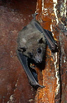 African fruit bat on wall {Rousettus aegyptiacus leachi} captive, found in Africa