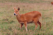 Male Chinese water deer {Hydropotes inermis} native to China