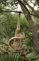 Black handed spider monkey (Ateles geoffroyi) in tree, captive