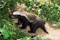 Ratel / Honey badger {Mellivora capensis}  captive, occurs in Africa, India & SW Asia, female