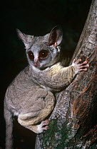 Northern lesser bushbaby {Galago senegalensis} captive, from tropical Africa