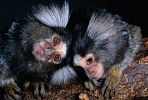 Young Common marmosets {Callithrix jacchus} native to north-east Brazil, S America