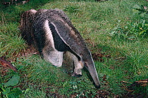 Female Giant anteater {Myrmecophaga tridactyla} native to South America