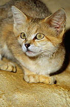 Female Sand cat portrait {Felis margarita harrisoni} captive, found in Saudi Arabia