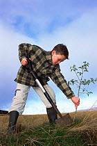 Boy planting Hawthorn tree Angus, Scotland, UK