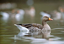 Greylag goose on water {Anser anser} Linlithgow, Scotland, UK