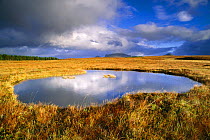 Water pool and blanket bog, Altnaharra, Sutherland, Scotland, UK