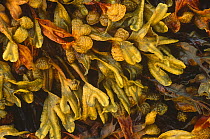Twisted wrack seaweed drying out on shore {Fucus spiralis} Scotland, UK