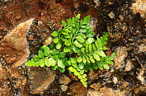 Sea spleenwort {Asplenium auritum} Scotland, UK