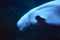 RF- White whale / Beluga (Delphinapterus leucas), head portrait. (This image may be licensed either as rights managed or royalty free.)