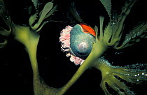 Kelp snail + barnacles on Kelp {Laminariales} Channel Is, California, USA