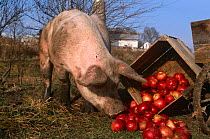 Mixed-breed domestic pig feeding on apples {Sus scrofa domestica} USA