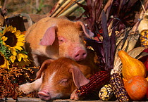 Domestic piglets {Sus scrofa domestica} resting amongst vegetables, USA