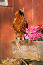 Domestic chicken, Americana breed {Gallus gallus domesticus} USA.