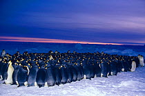 Emperor penguin {Aptenodytes forsteri} males huddle for warmth in minus 40 degrees centigrade while incubating eggs in winter, Antarctica Winter extreme cold survival birds seabirds nesting-behaviour