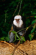 Geoffroy's marmoset {Callithrix geoffroyi} captive, from Brazil