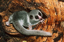 Young Fat tailed dwarf lemur {Cheirogaleus medius} captive, from Madagascar