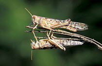 Desert locusts {Schistocerca gregaria} captive, Africa