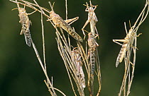 Group of Desert locusts (Schistocerca gregaria) Africa