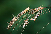 Group of Desert locusts {Schistocerca gregaria} Africa