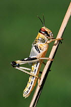 Desert locust subadult {Schistocerca gregaria} Africa