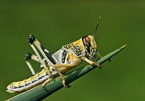 Desert locust subadult (Schistocerca gregaria) Captive, Africa