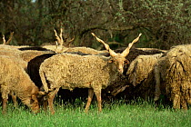 Racka sheep herd {Ovis aries} rare breed from Hungary