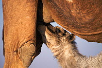 Dromedary camel suckling {Camelus dromedarius} Rajasthan, India