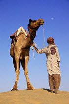 Dromedary camel with handler {Camelus dromedarius} Rajasthan, India