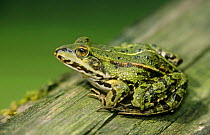 European edible frog {Rana esculenta} Germany