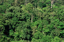 View of the Rainforest at Taman Negara National Park, Malaysia