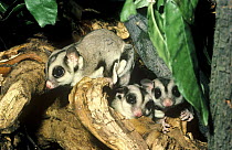 Sugar glider {Petaurus breviceps} female and young, captive, from Australia and New Guinea