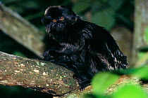Goeldi's marmoset {Callimico goeldii} Native to South America