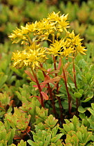 Stonecrop {Sedum hybridum} Austria