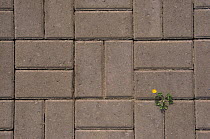 Creeping buttercup {Ranunculus repens} growing amongst paving stones, Netherlands