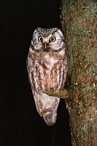 Tengmalm's owl {Aegolius funereus}  Germany