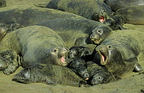 Northern elephant seal (Mirounga angustirostris) group with young on beach, Ano Neuvo State Park, California, USA