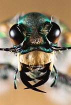 Tiger beetle close up of mouthparts {Cicindela hydriba} Hessen, Germany