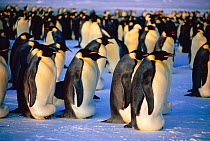 Emperor penguin {Aptenodytes forsteri} males incubating eggs - egg is under brood patch of skin above the feet. Antarctica