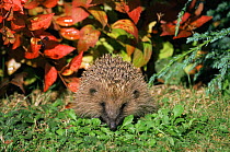 Hedgehog in garden {Erinaceus europaeus} Hampshire, UK