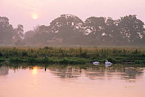Mute swans {Cygnus olor} on river at dawn, River Avon, Hampshire, UK