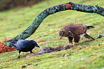 Common buzzard {Buteo buteo} and Raven {Corvus corax} share rabbit carcass. Wales, UK