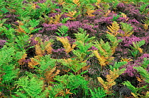 Heather moorlands bracken {Pteridium aquilinum} and heather, Glen Esk, Angus, Scotland