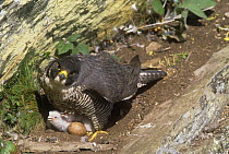 Peregrine falcon {Falco peregrinus} female brooding chicks and egg, Powys, Wales, UK