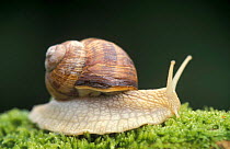 Edible snail {Helix pomatia} Hessen, Germany
