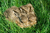 European / Brown hare leverets in grass {Lepus europaeus} Austria